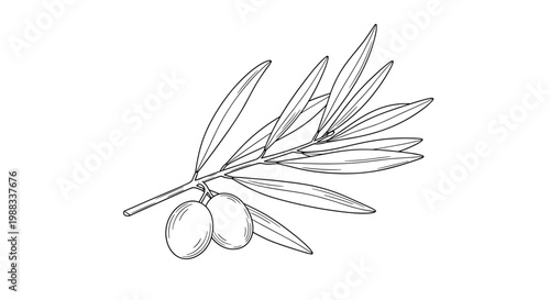 Branch of an olive tree with two olives and several elongated leaves shown in a traditional black and white line art style.