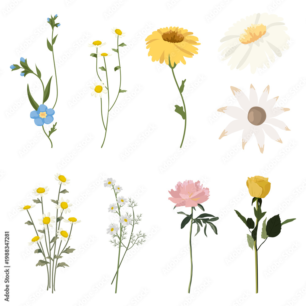 Fototapeta premium Flowers png stickers, transparent background set