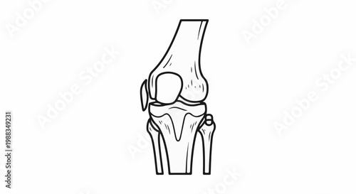 A line drawing of a human knee joint with bones labeled