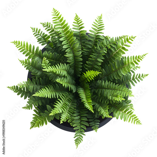 Top view of Christmas Fern in a pot isolated on a white transparent background