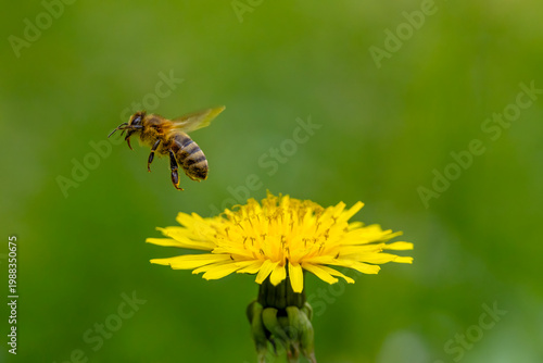 A honey bee collecting pollen.