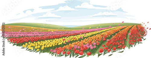 Panoramic Colorful Tulip Field Landscape With Sky Clouds Spring Flower Farm Scenic Vector Illustration