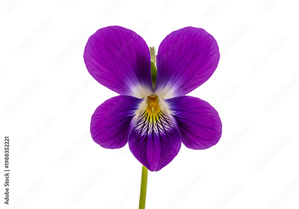 Fototapeta premium Closeup of a vibrant purple violet flower isolated on white background 1.