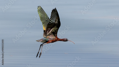 Photos Glossy Ibis