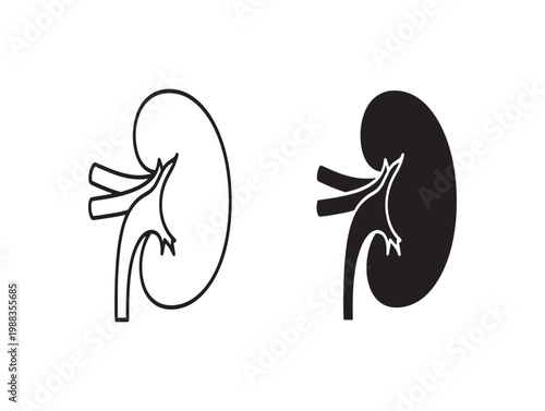 Human kidney anatomy illustration a comparative view of internal and external structures