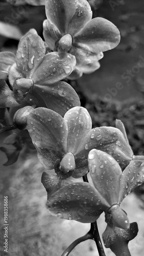 Stunning black and white macro photography of orchid flowers with fresh water droplets. Elegant monochrome floral background capturing the serene beauty of nature after rain.