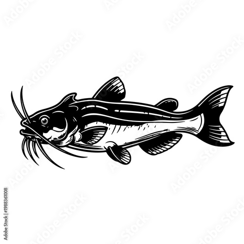 Detailed catfish fish silhouette for seafood restaurant logo design river fishing hobby underwater wildlife and aquatic nature conservation concept illustration isolated on white background art.