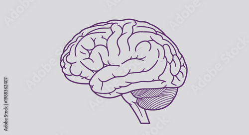 Anatomical illustration of a human brain with intricate purple line art on a light background