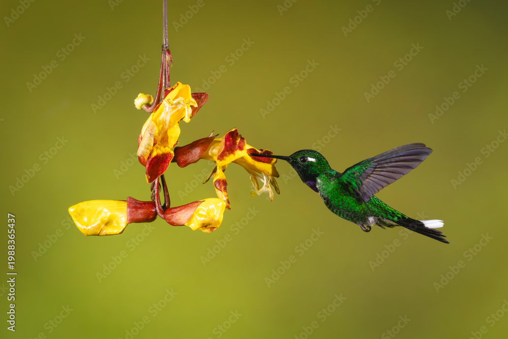 Fototapeta premium Male purple-bibbed whitetip feeds from Mysore trumpetvine