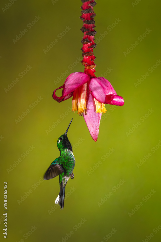 Fototapeta premium Male purple-bibbed whitetip flies under banana flower