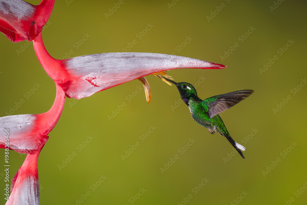 Fototapeta premium Male purple-bibbed whitetip hovers drinking from heliconia