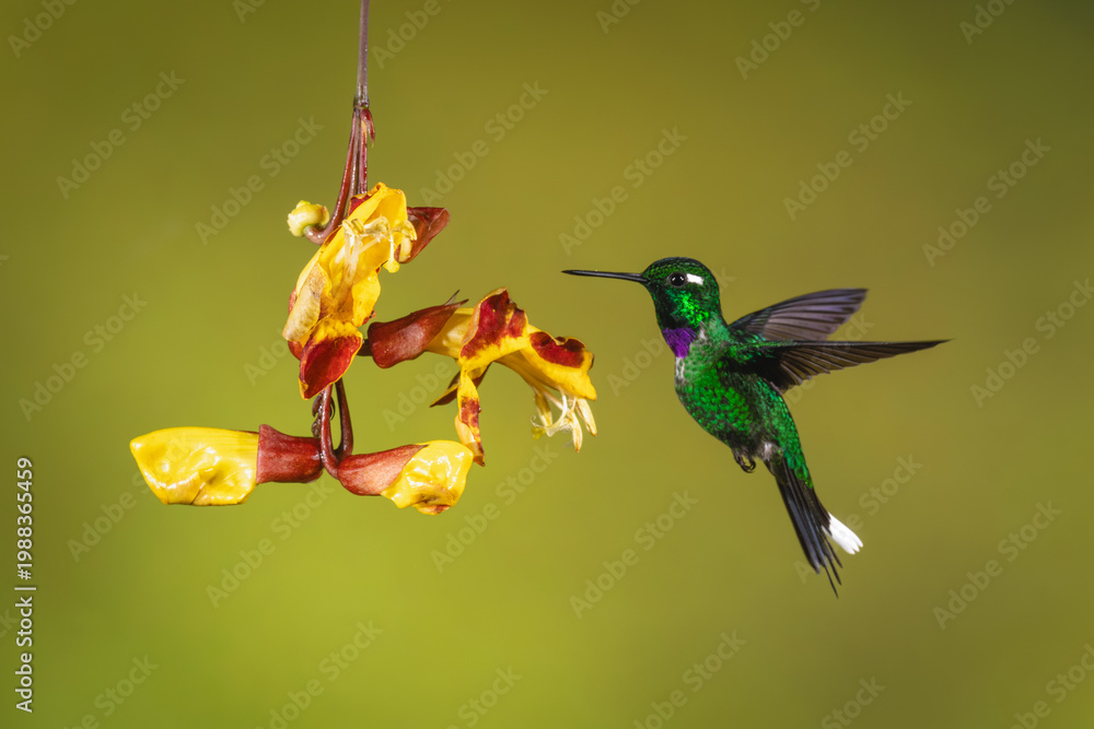 Fototapeta premium Male purple-bibbed whitetip hovers beside Mysore trumpetvine