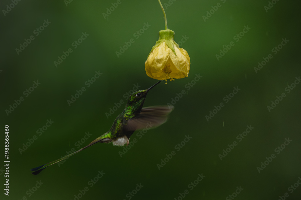 Fototapeta premium Male white-booted racket-tail drinks from yellow flower