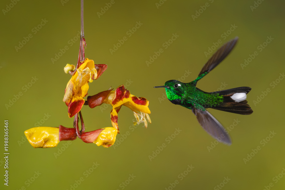 Fototapeta premium Male purple-bibbed whitetip twists towards Mysore trumpetvine