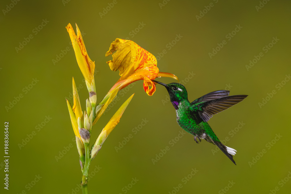 Fototapeta premium Male purple-bibbed whitetip drinks from canna lily
