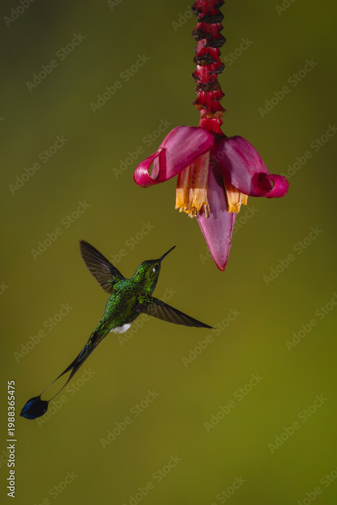 Fototapeta premium Male white-booted racket-tail flies towards banana flower
