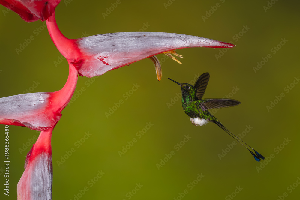 Fototapeta premium Male white-booted racket-tail flies under heliconia flower