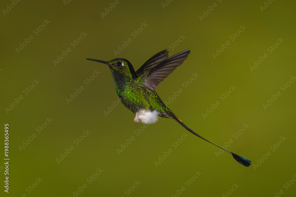 Fototapeta premium Male white-booted racket-tail flies against green background
