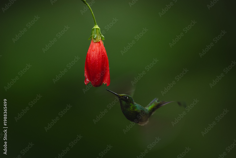 Fototapeta premium Male white-booted racket-tail flies under red flower