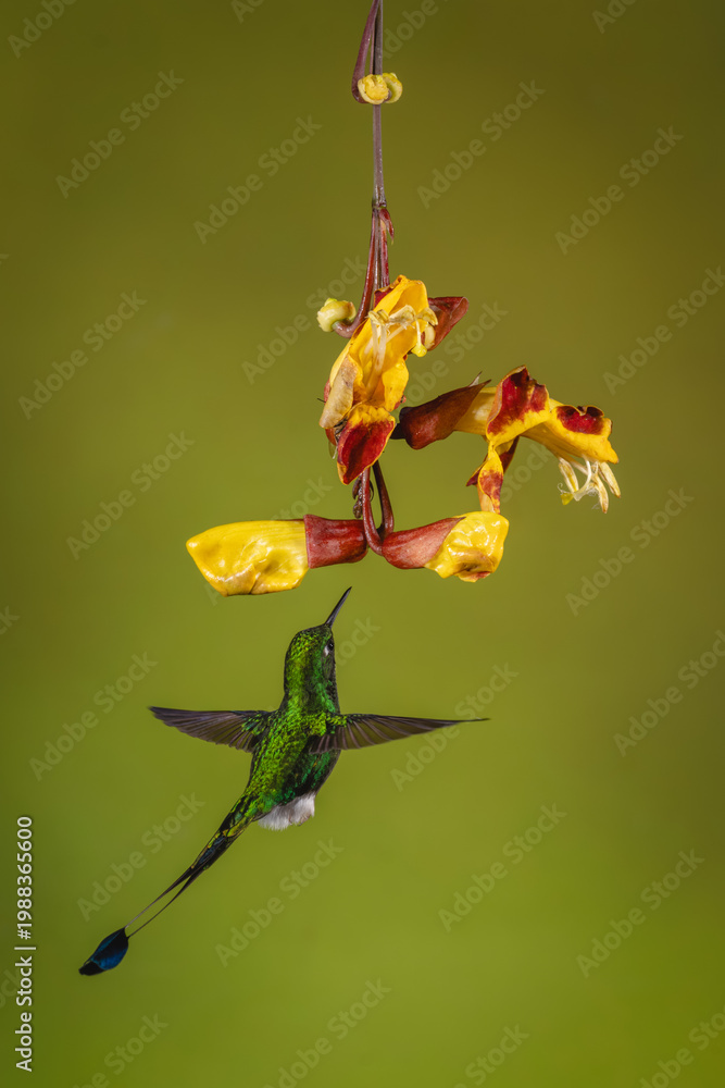 Obraz premium Male white-booted racket-tail hovers under Mysore trumpetvine
