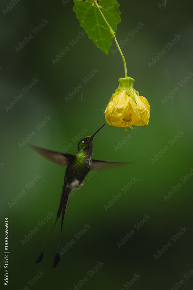Fototapeta premium Male white-booted racket-tail hovers near yellow flower