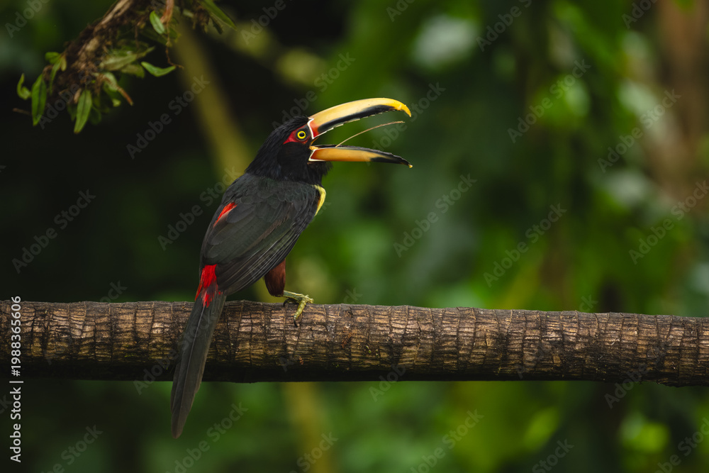 Naklejka premium Pale-mandibled aracari opens beak on horizontal branch