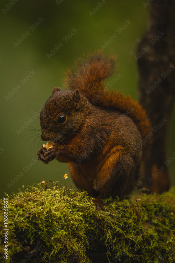 Fototapeta premium Red-tailed squirrel crouches feeding on mossy branch