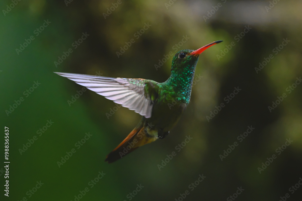 Fototapeta premium Rufous-tailed hummingbird hovers against green bokeh background