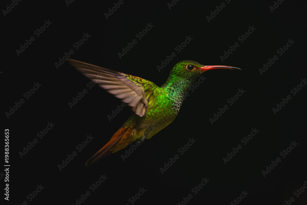 Naklejka premium Rufous-tailed hummingbird flies in profile in sunlight