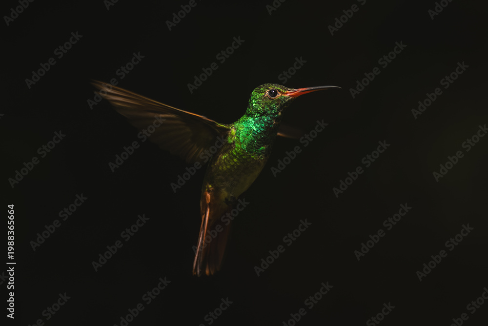 Fototapeta premium Rufous-tailed hummingbird hovers spreading wings in sunshine