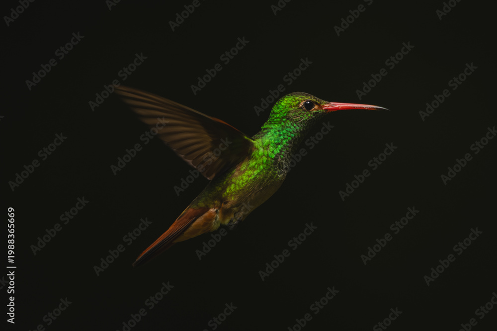 Fototapeta premium Rufous-tailed hummingbird hovers in profile in sun