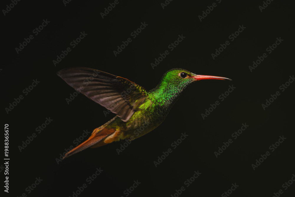 Fototapeta premium Rufous-tailed hummingbird hovers in profile in sunshine