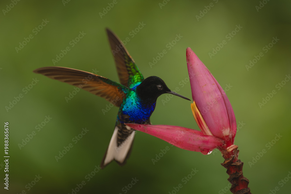 Fototapeta premium Velvet-purple coronet flaps wings on banana flower