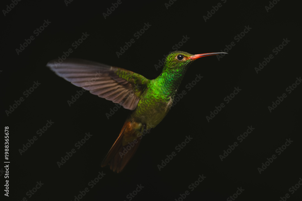 Fototapeta premium Rufous-tailed hummingbird hovers stretching wings in sunshine