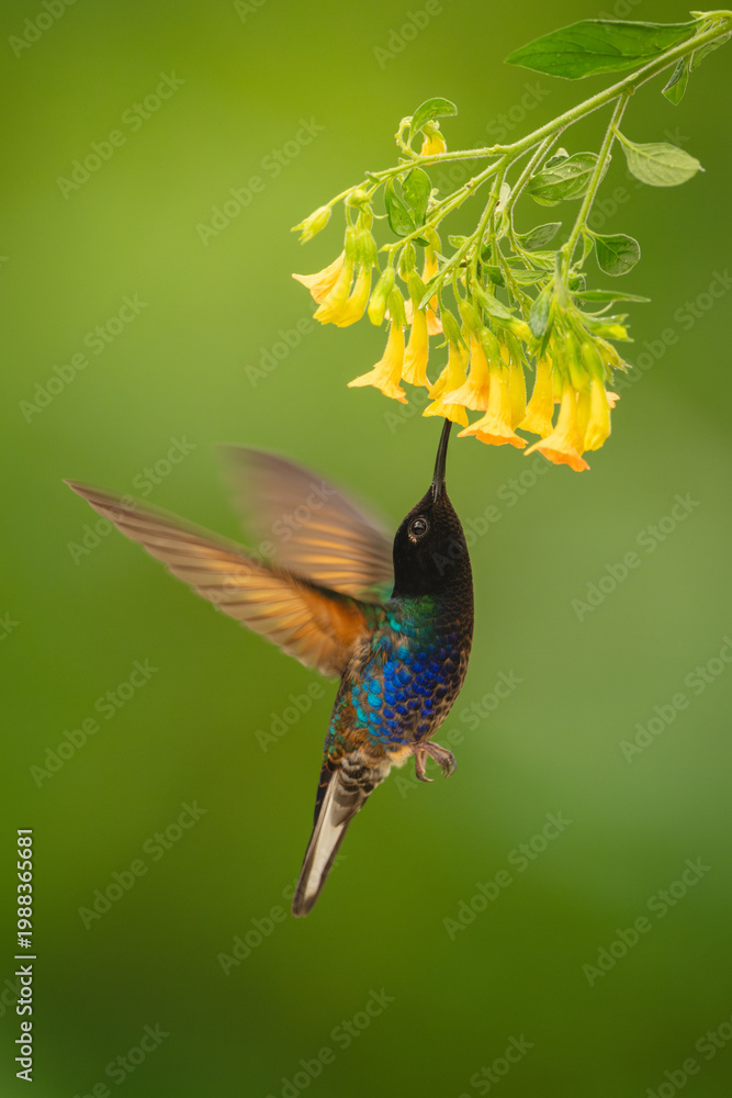 Fototapeta premium Velvet-purple coronet hovers drinking beneath yellow flowers