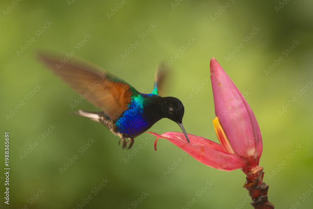 Fototapeta premium Velvet-purple coronet hovers drinking from banana flower
