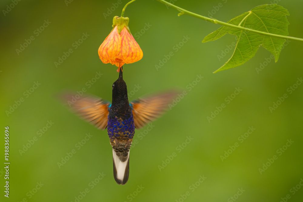 Fototapeta premium Velvet-purple coronet hovers drinking from orange-pink flower