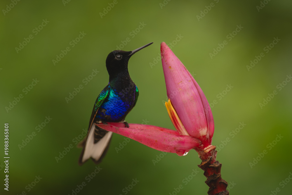 Fototapeta premium Velvet-purple coronet lifts beak on banana flower