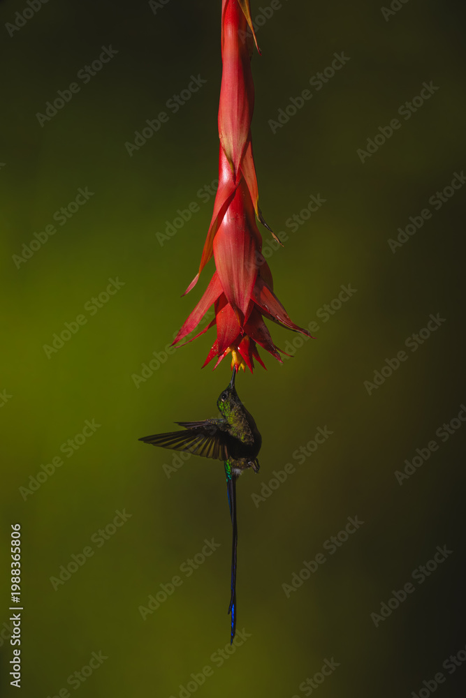 Fototapeta premium Violet-tailed sylph hovers drinking under red flower