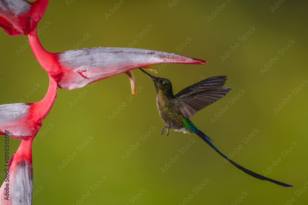 Fototapeta premium Violet-tailed sylph hovers drinking from heliconia flower