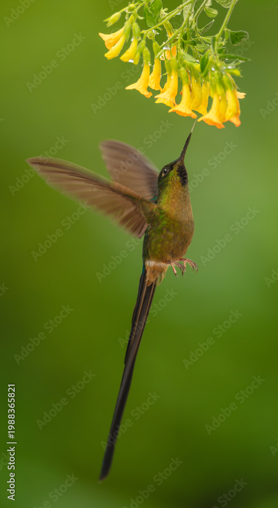 Fototapeta premium Violet-tailed sylph hovers drinking from yellow flowers