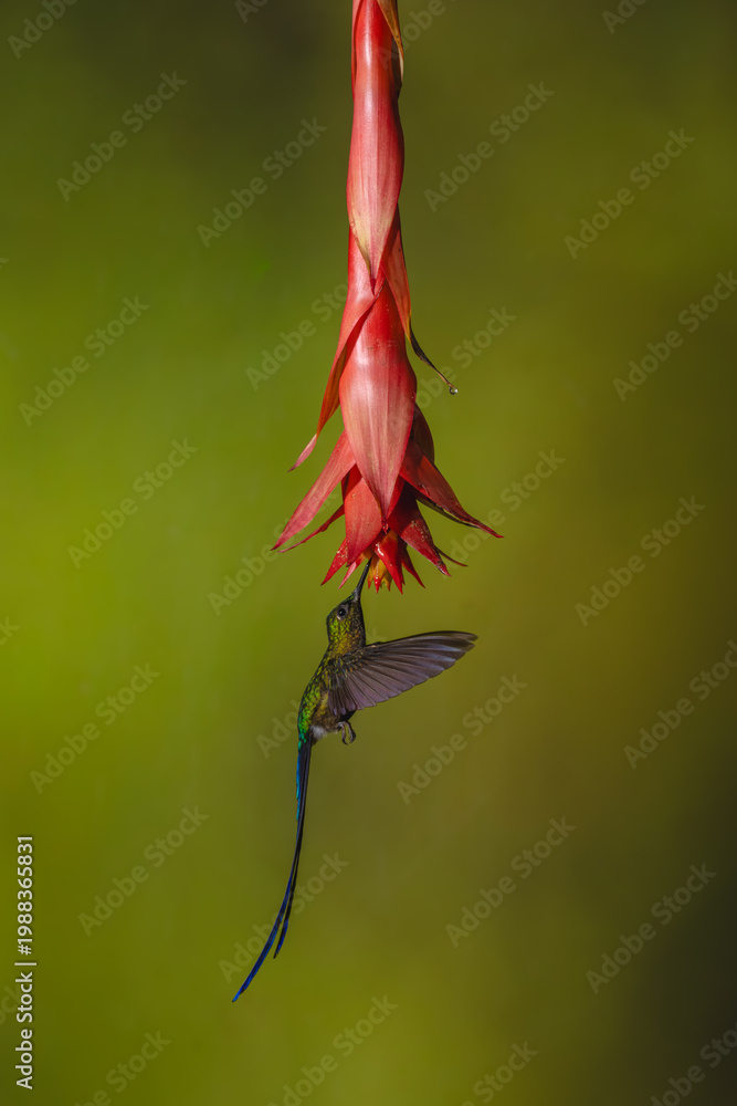 Fototapeta premium Violet-tailed sylph hovers under red flower drinking