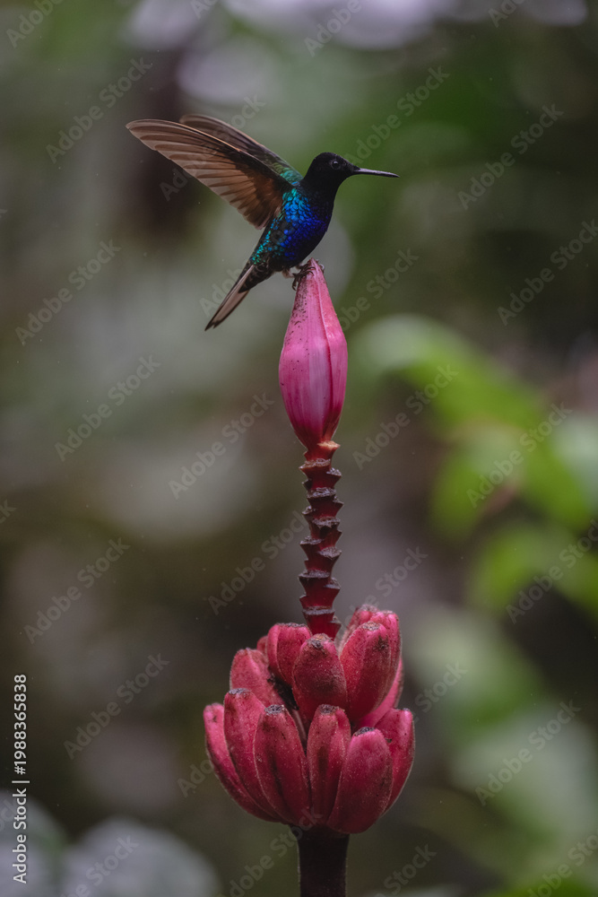 Obraz premium Velvet-purple coronet lifts wings on banana flower