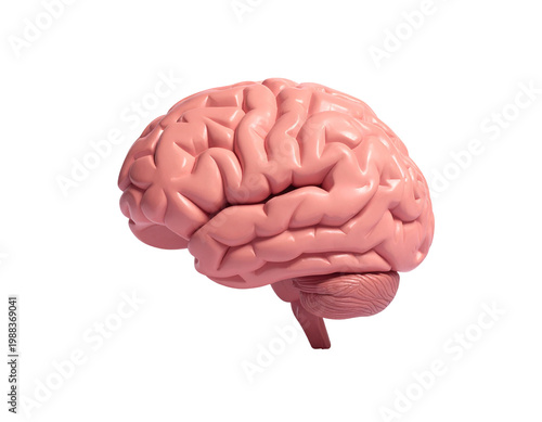 Detailed 3d model of a pink brain with cerebellum and gyri