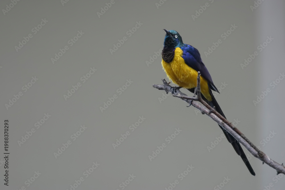 Obraz premium Golden-breasted or Royal Starling, Lamprotornis regius, perched