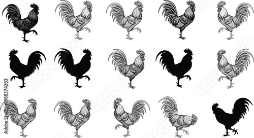Vector illustration set of rooster silhouettes and detailed chicken sketches in various poses isolated on white background for farm market and poultry industry branding