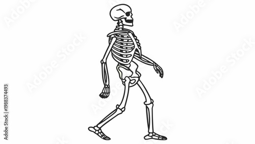 Simple line art of a human skeleton walking in profile view with skeleton