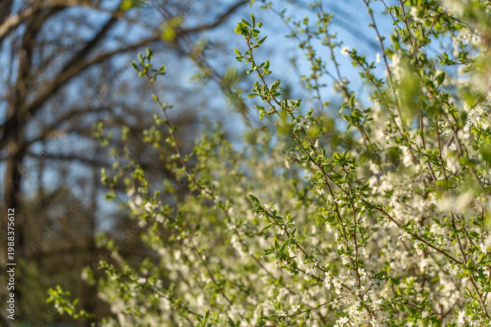 Fototapeta premium Spring blooms light up a tree in soft focus. Green buds and white flowers sway gently in breeze. Blue sky peeks through blurred branches in background. Nature's quiet renewal feels peaceful
