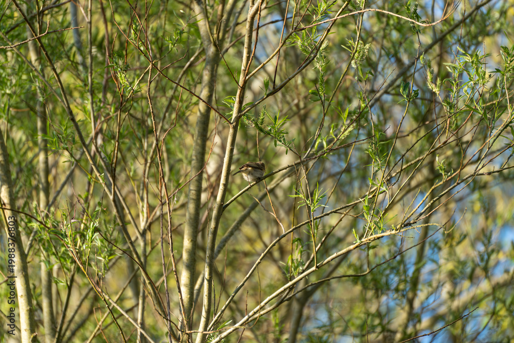 Fototapeta premium Small bird perches quietly on thin tree branches. Green leaves sway gently in soft spring breeze. Background shows blurred branches and blue sky. Bird appears calm and alert in natural habitat