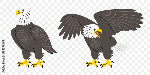 Bald eagle, bird of prey and raptor, graphic design. Predator, wildlife and nature, vector design and illustration
